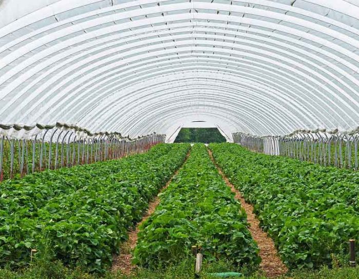 Fertilization of Greenhouse Crops