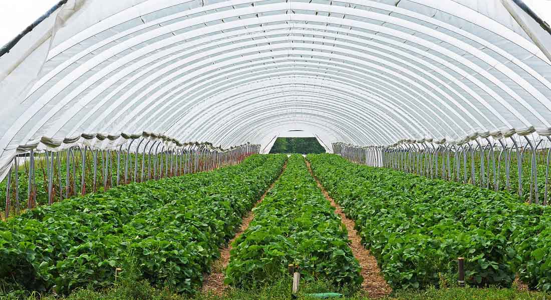 Fertilization of Greenhouse Crops