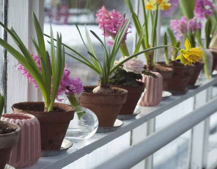 How to Fertilize Greenhouse Plants