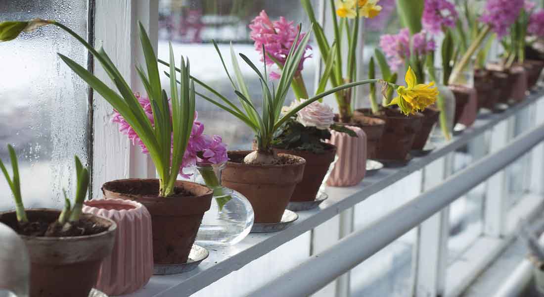 How to Fertilize Greenhouse Plants