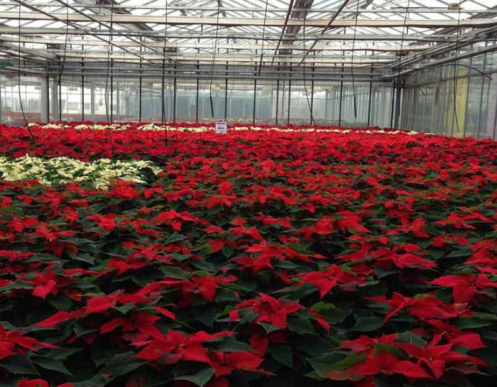 Gardening Inside the Greenhouse