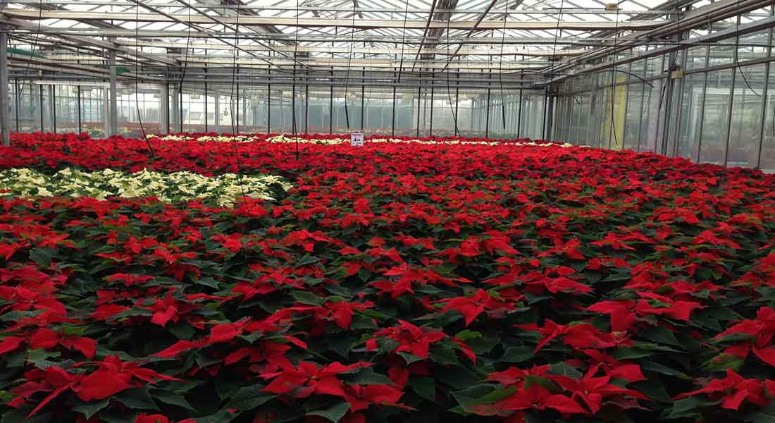 Gardening Inside the Greenhouse