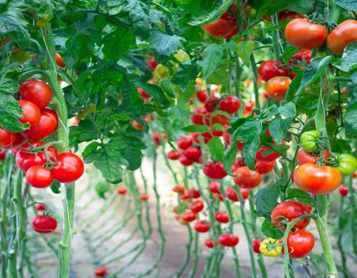 Harvesting From the Water