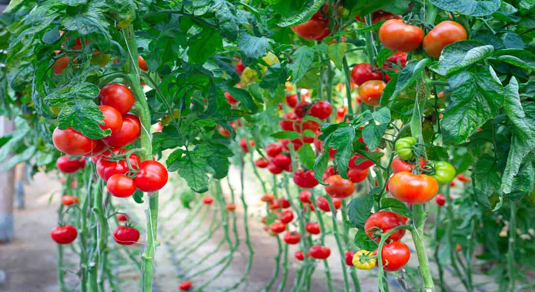 Harvesting From the Water