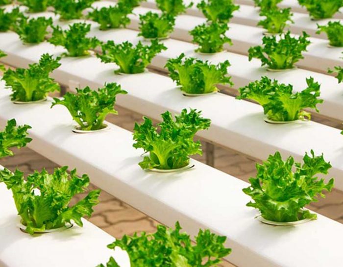 The Purposes of Hydroponics Greenhouses