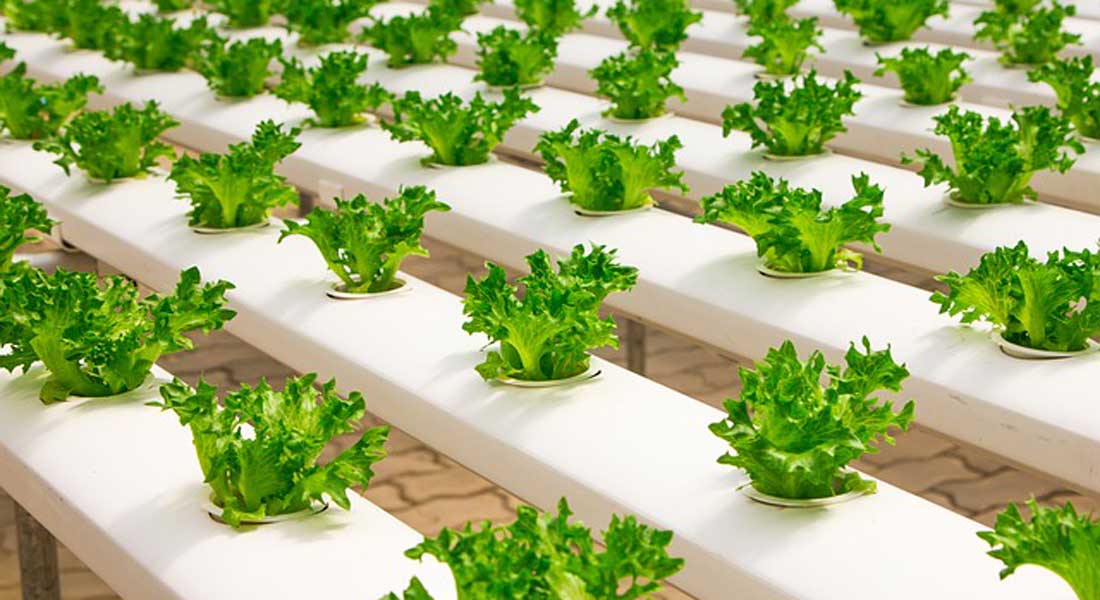 The Purposes of Hydroponics Greenhouses