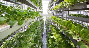 Organic Hydroponic Greenhouses