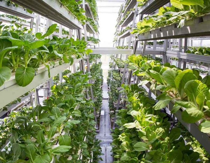Advantages of Organic Hydroponic Greenhouses