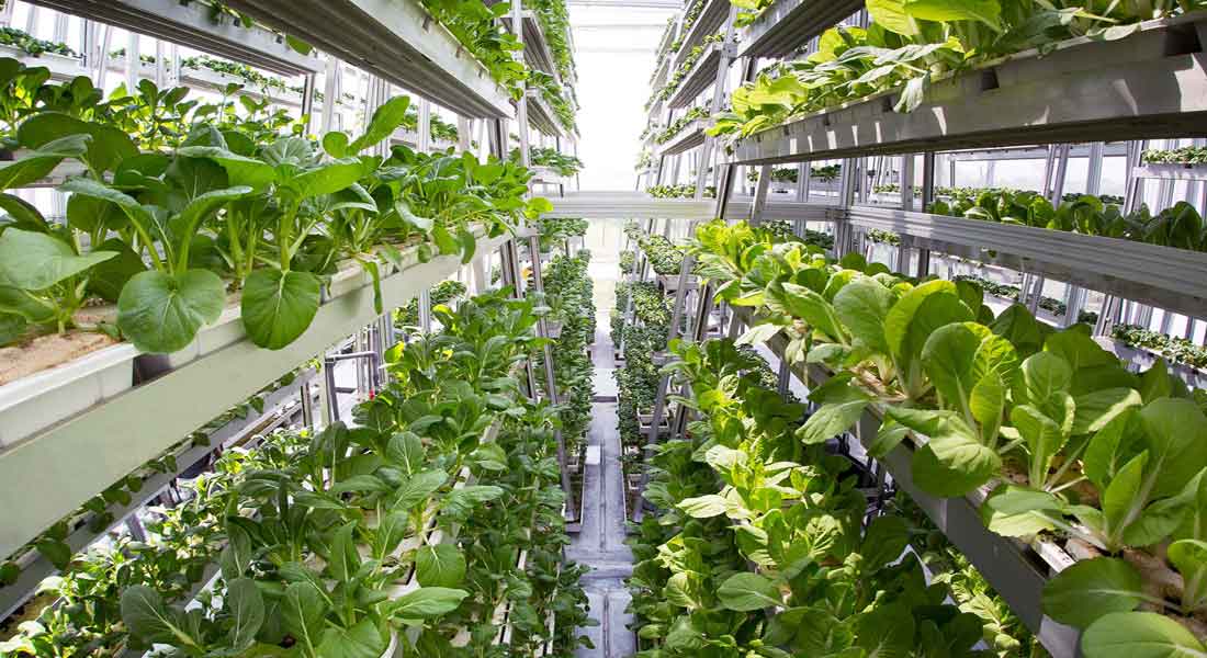 Advantages of Organic Hydroponic Greenhouses