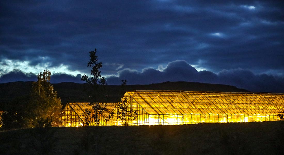 Five Factors to Consider When Choosing Greenhouse Lighting