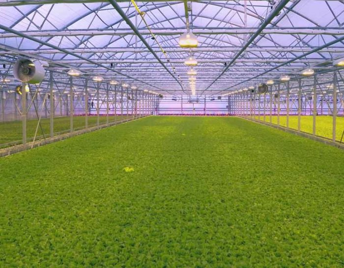 Greenhouses: Where the Grass is Green All Year-Round