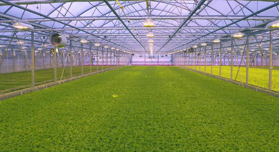 Greenhouses: Where the Grass is Green All Year-Round