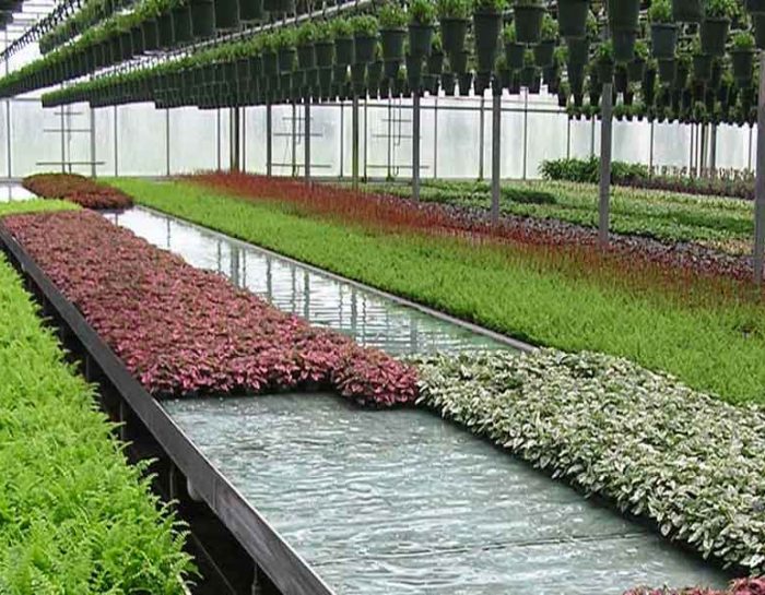 Big Business Using Commercial Greenhouses