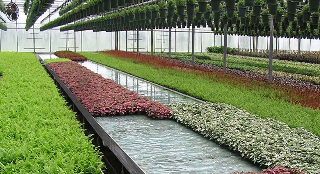 Big Business Using Commercial Greenhouses