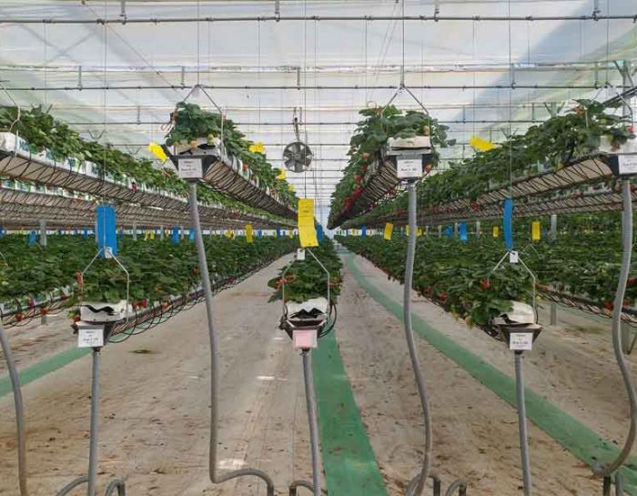Essential Commercial Greenhouse Equipment