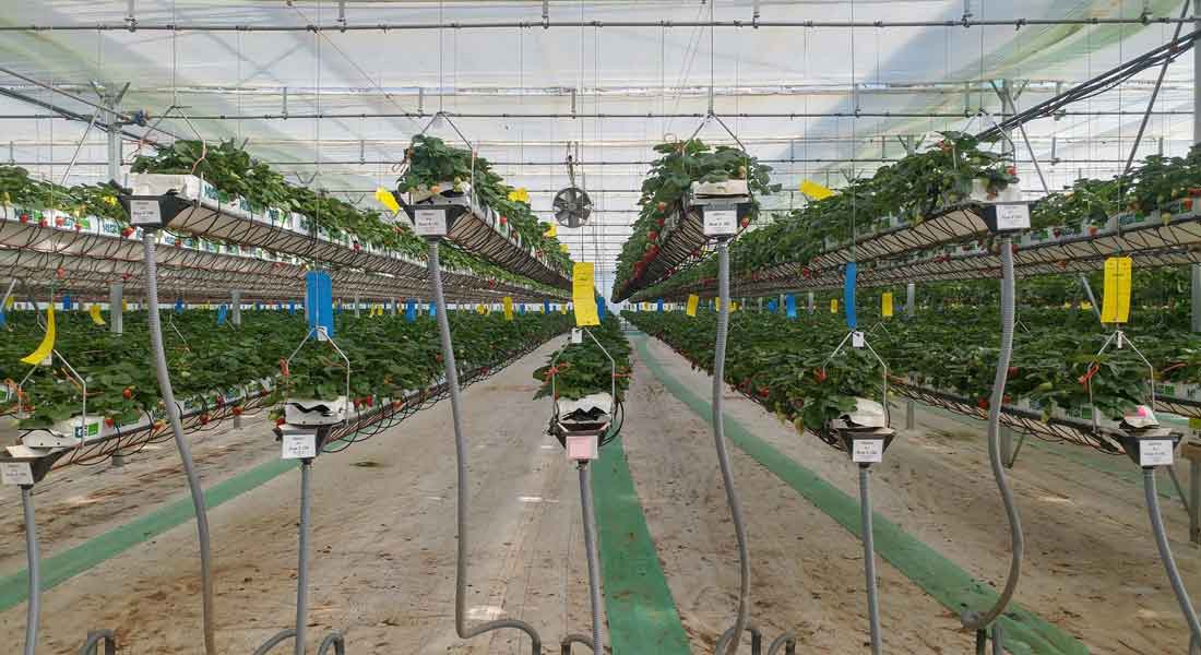 Essential Commercial Greenhouse Equipment