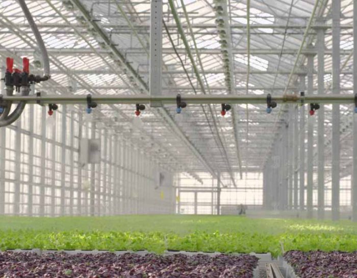 How Does Greenhouse Humidification Work