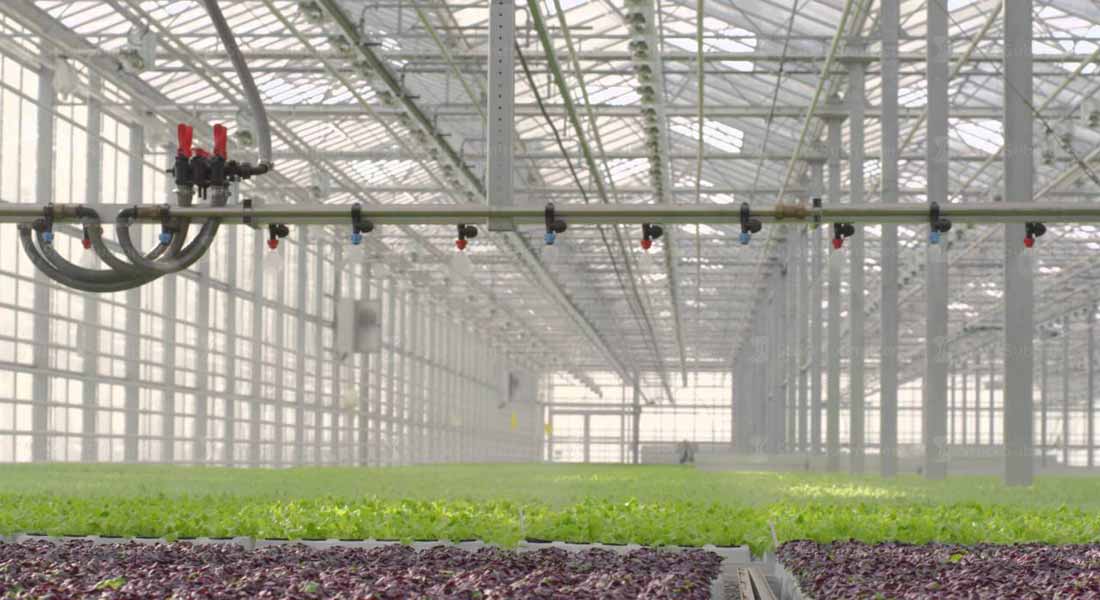 How Does Greenhouse Humidification Work