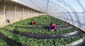 Greenhouse Manufacturers