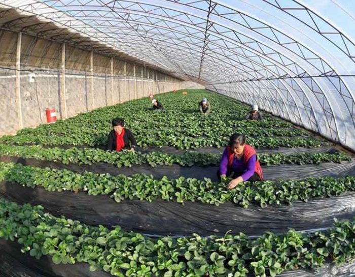 Should Farmers Do Business with Greenhouse Manufacturers?