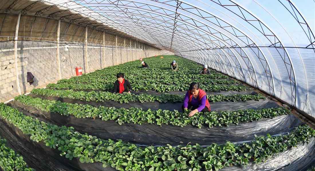 Should Farmers Do Business with Greenhouse Manufacturers?